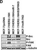 Anti-&#945;-Tubulin Antibody, clone DM1A clone DM1A, Upstate&#174;, from mouse