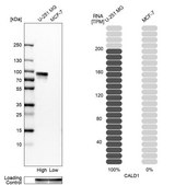 Anti-CALD1 antibody produced in rabbit Prestige Antibodies&#174; Powered by Atlas Antibodies, affinity isolated antibody, buffered aqueous glycerol solution