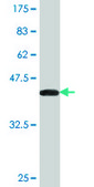 Monoclonal Anti-ACE antibody produced in mouse clone 4B10, purified immunoglobulin, buffered aqueous solution
