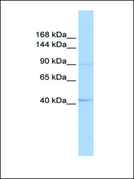 Anti-SENP6 antibody produced in rabbit affinity isolated antibody