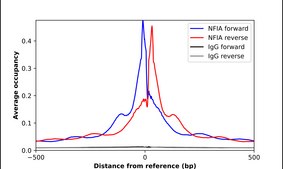 Anti-NFIA antibody produced in rabbit Prestige Antibodies&#174; Powered by Atlas Antibodies, affinity isolated antibody, buffered aqueous glycerol solution