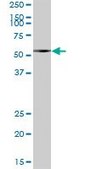 Anti-LAP3 antibody produced in mouse purified immunoglobulin, buffered aqueous solution