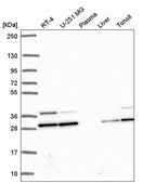 Anti-PGAM1 antibody produced in rabbit Prestige Antibodies&#174; Powered by Atlas Antibodies, affinity isolated antibody