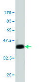 Monoclonal Anti-STAT1 antibody produced in mouse clone 1A8, purified immunoglobulin, buffered aqueous solution