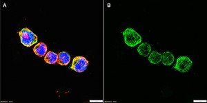 Anti-HLA-A Antibody, clone 2K7 ZooMAb&#174; Rabbit Monoclonal recombinant, expressed in HEK 293 cells