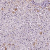Anti-APOA4 antibody produced in rabbit Prestige Antibodies&#174; Powered by Atlas Antibodies, affinity isolated antibody, buffered aqueous glycerol solution