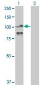 Monoclonal Anti-ACTN4 antibody produced in mouse clone 4D10, ascites fluid
