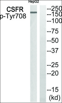 Anti-phospho-CSFR (pTyr708) antibody produced in rabbit affinity isolated antibody