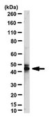 Anti-NeuN Antibody from chicken, purified by affinity chromatography