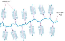 Aggrecan from bovine articular cartilage lyophilized powder