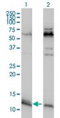 Monoclonal Anti-ATPIF1 antibody produced in mouse clone 3E2, purified immunoglobulin, buffered aqueous solution