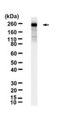 Anti-CUX1 Antibody, clone 1J18 ZooMAb&#174; Rabbit Monoclonal recombinant, expressed in HEK 293 cells