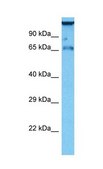 Anti-CUX1, (N-terminal) antibody produced in rabbit affinity isolated antibody