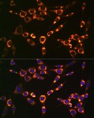 Anti-PBR/TSPO antibody produced in rabbit