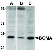 Anti-BCMA antibody produced in rabbit affinity isolated antibody, buffered aqueous solution