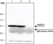 Anti-Histone Deacetylase 2 (HDAC2) antibody produced in rabbit IgG fraction of antiserum, buffered aqueous solution