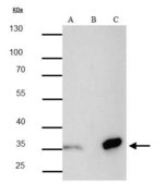 Monoclonal Anti-Strep Tag antibody produced in mouse clone GT661, affinity isolated antibody