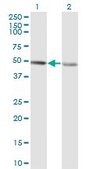 Monoclonal Anti-RCC1, (C-terminal) antibody produced in mouse clone 1C1, purified immunoglobulin, buffered aqueous solution