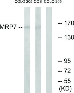 Anti-MRP7 antibody produced in rabbit affinity isolated antibody