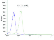Anti-beta-Actin antibody, Rabbit monoclonal recombinant, expressed in proprietary host, clone SP124, affinity isolated antibody