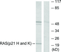 Anti-RASH antibody produced in rabbit affinity isolated antibody