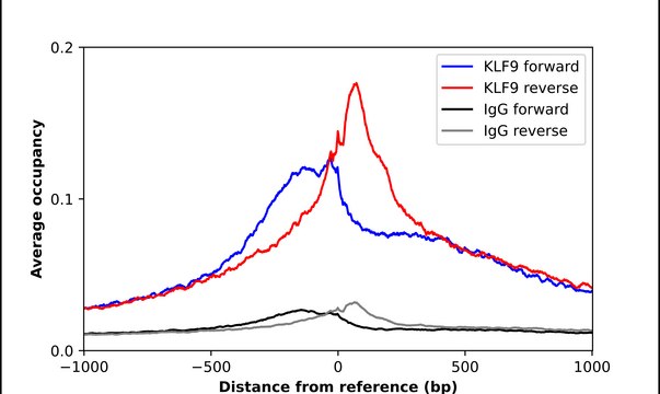 Anti-KLF9 antibody produced in rabbit Prestige Antibodies&#174; Powered by Atlas Antibodies, affinity isolated antibody, buffered aqueous glycerol solution