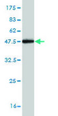 Monoclonal Anti-TGOLN2 antibody produced in mouse clone 2F11, purified immunoglobulin, buffered aqueous solution