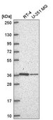 Anti-NDUFA9 antibody produced in rabbit Prestige Antibodies&#174; Powered by Atlas Antibodies, affinity isolated antibody