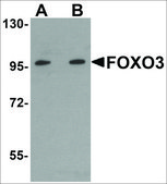 Anti-FOXO3 antibody produced in rabbit affinity isolated antibody, buffered aqueous solution