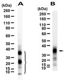 Anti-POMC Antibody, clone 2J4 ZooMAb&#174; Rabbit Monoclonal recombinant, expressed in HEK 293 cells