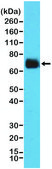 Anti-COX-2 antibody, Rabbit monoclonal recombinant, expressed in HEK 293 cells, clone RM348, purified immunoglobulin