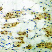Anti-phospho-AFX (pSer197) antibody produced in rabbit affinity isolated antibody