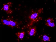 Monoclonal Anti-MLH1 antibody produced in mouse clone M1, purified immunoglobulin, buffered aqueous solution