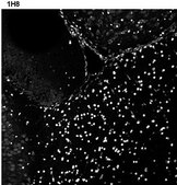 Anti-Histone H1E frameshift Antibody, clone 1D8 ZooMAb&#174; Rabbit Monoclonal recombinant, expressed in HEK 293 cells