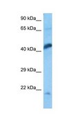 Anti-ENO1 (AB1) antibody produced in rabbit IgG fraction of antiserum