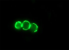 Anti-Mouse IgG (Fc specific)–FITC antibody produced in goat affinity isolated antibody, buffered aqueous solution