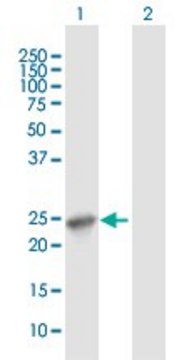 Anti-APOL1 antibody produced in mouse purified immunoglobulin, buffered aqueous solution