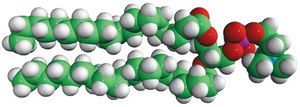 20:0 PC 1,2-diarachidoyl-sn-glycero-3-phosphocholine, chloroform