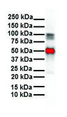 Anti-SLC26A3 antibody produced in rabbit affinity isolated antibody