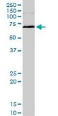 Monoclonal Anti-MAPKAPK2 antibody produced in mouse clone 3B8, purified immunoglobulin, buffered aqueous solution