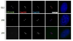 Anti-CP110 Antibody, clone 140-195-5 clone 140-195-5, from mouse