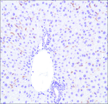 Anti-F4/80 antibody, Rabbit monoclonal recombinant, expressed in proprietary host, clone SP115, affinity isolated antibody