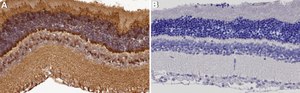 Anti-Cone Arrestin Antibody Chemicon&#174;, from rabbit