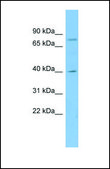Anti-CUX1, (N-terminal) antibody produced in rabbit affinity isolated antibody