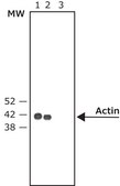 Anti-Mouse IgG (Fc specific)–Alkaline Phosphatase antibody produced in goat affinity isolated antibody, buffered aqueous solution