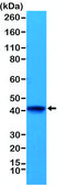 Anti-alpha-Cardiac Actin (ACTC1) antibody, Rabbit monoclonal recombinant, expressed in HEK 293 cells, clone RM257, purified immunoglobulin