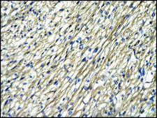 Anti-STAT4 antibody produced in rabbit IgG fraction of antiserum