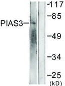 Anti-PIAS3 antibody produced in rabbit affinity isolated antibody
