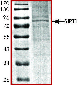 SIRT1, active, His tagged human recombinant, expressed in baculovirus infected Sf9 cells, &#8805;70% (SDS-PAGE), buffered aqueous glycerol solution