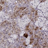 Anti-PNMT antibody produced in rabbit Prestige Antibodies® Powered by Atlas Antibodies, affinity isolated antibody, buffered aqueous glycerol solution